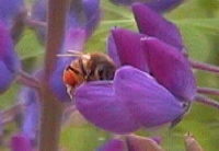 Bee in Lupine