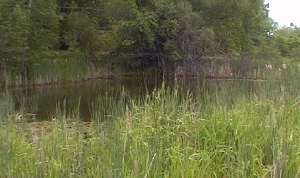 Small Pond