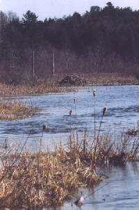 wetlands