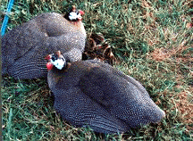 Guinea family of new hatched keets