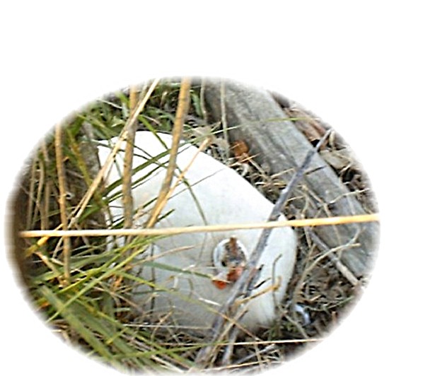 Guinea nesting in corner of flower garden