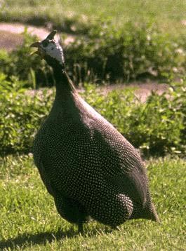 Guinea Calling a Warning