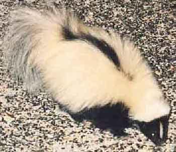 Varmint that swipes guinea eggs!