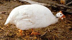 White Guinea Rooster