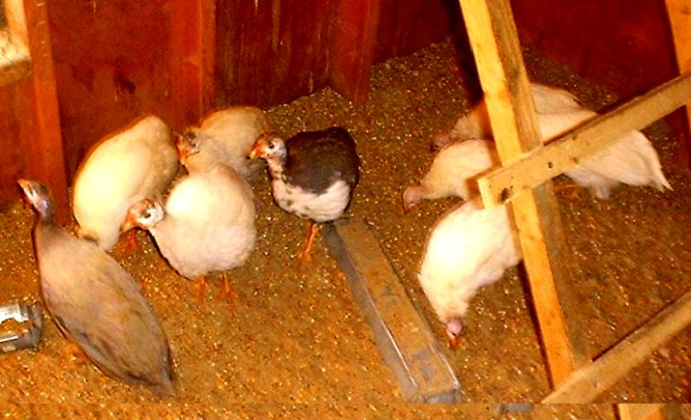 Two month old guineas ready to go tick&nbsp; hunting