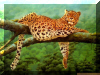 Leopardo