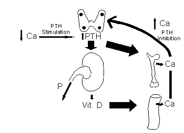 endo1.gif (3565 bytes)
