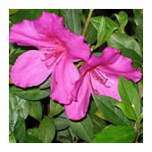Azaleas