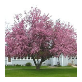 Crabapple Tree