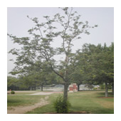 Mountain Ash Tree