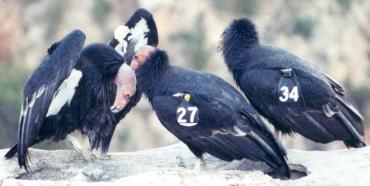 Condors in courtship on the canyon rim   Photo: Earle A Robinson