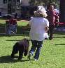 Funzy At The Puppy Match