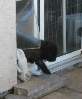 Learning The Doggy Door