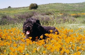 TJ in the Poppies