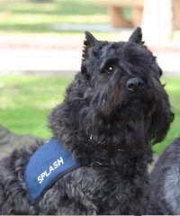 Splash the Therapy Dog