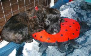 Ladybug Puppy