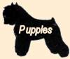Puppies