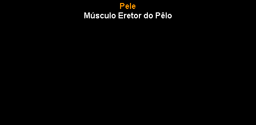 Caixa de texto: Pele M�sculo Eretor do P�lo 