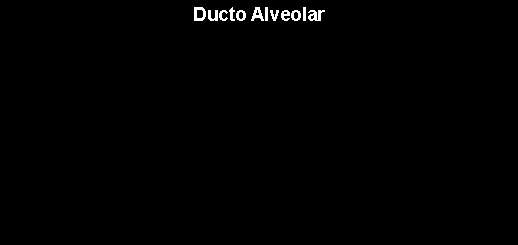 Caixa de texto: Ducto Alveolar