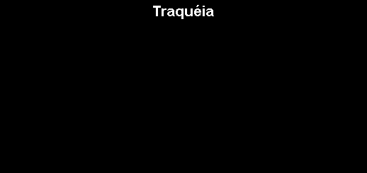 Caixa de texto: Traqu�ia