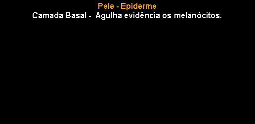 Caixa de texto: Pele - Epiderme Camada Basal -  Agulha evid�ncia os melan�citos. 