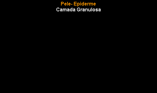 Caixa de texto: Pele- EpidermeCamada Granulosa