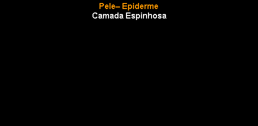 Caixa de texto: Pele� EpidermeCamada Espinhosa