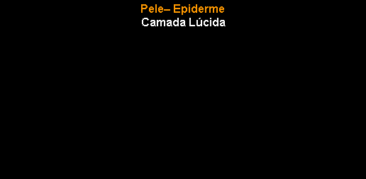 Caixa de texto: Pele� EpidermeCamada L�cida