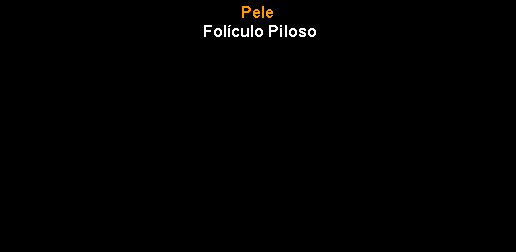 Caixa de texto: Pele  Fol�culo Piloso