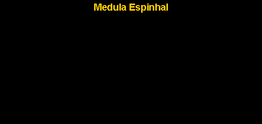 Caixa de texto: Medula Espinhal