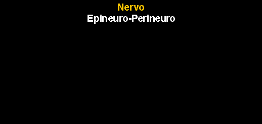 Caixa de texto: NervoEpineuro-Perineuro