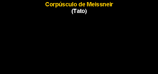 Caixa de texto: Corp�sculo de Meissneir(Tato)
