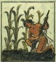 Agricultura en el Arca&iacute;co