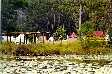 Part of the encampment looking across the lilly covered lake. Copyright � Jenny Baker.