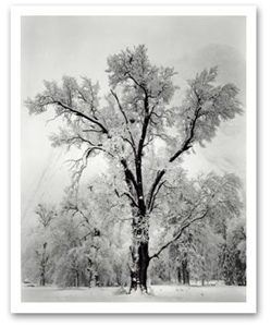 Ansel Adams again.