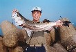 Japanses seabass I fished. Seabass fishing is popular in Japan.
