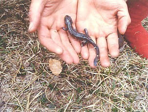 A salamander