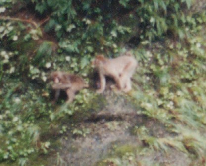 Japanese wild monkeys