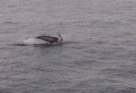Dolphins in the Japanese Sea