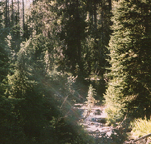 Sunshine through the trees along the creek