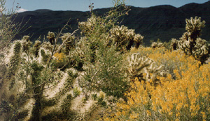 Cacti in the desert at Joshua Tree National Park