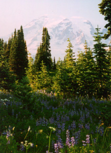View of Mount Rainier from the meadows above Paradise