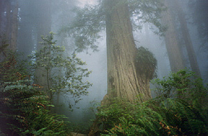 Redwoods in fog