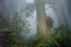 Redwoods in fog