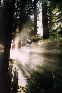 Sun shining through redwoods