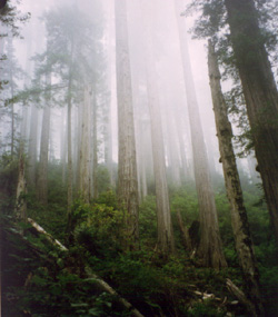 Redwoods marching through the fog