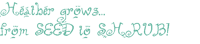 Seed to Shrub