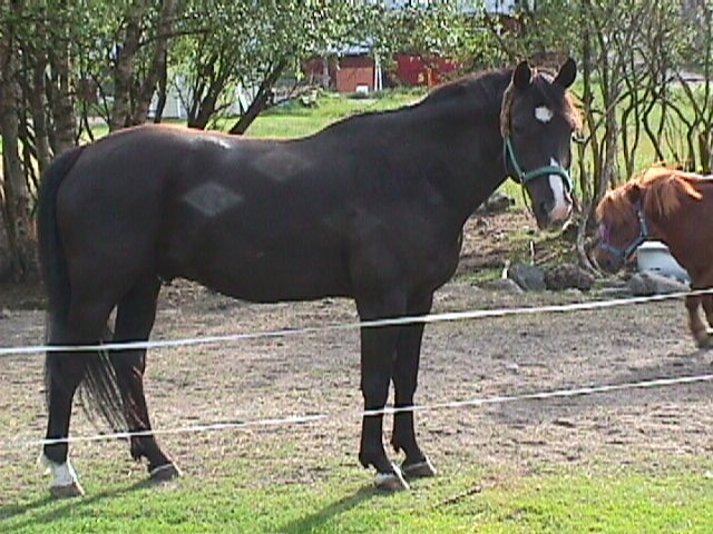 Korint