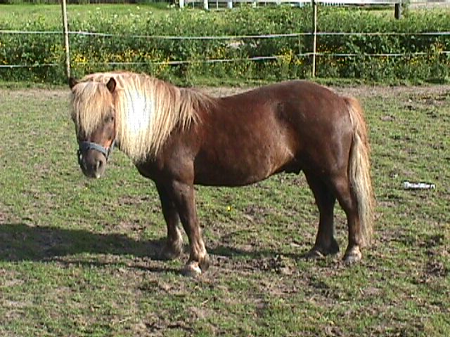 N�svallens Milo