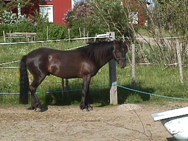 Orkan Z